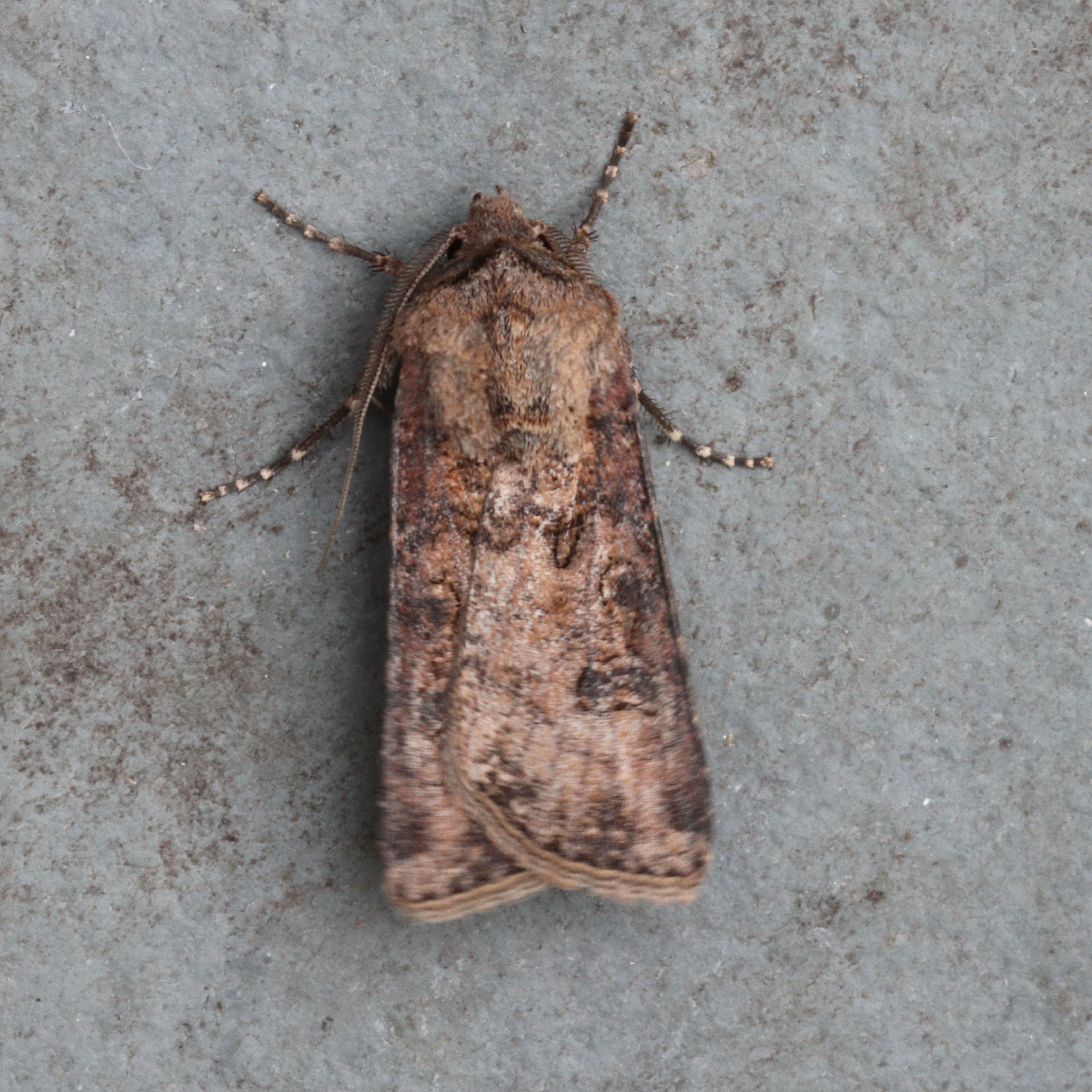 Photo of Turnip Moth (Agrotis segetum)